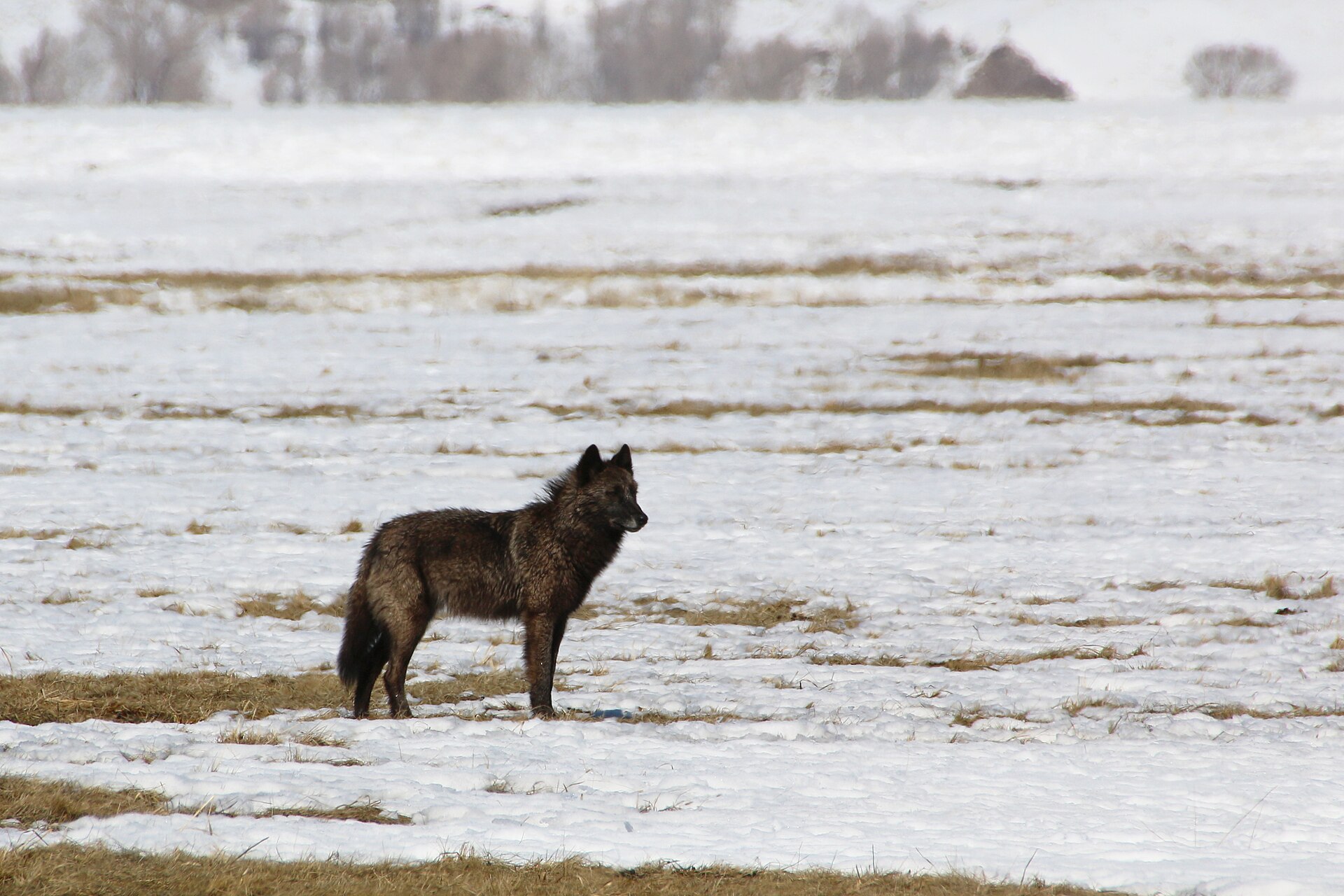 A black wolf searching the ground for ground squirrels