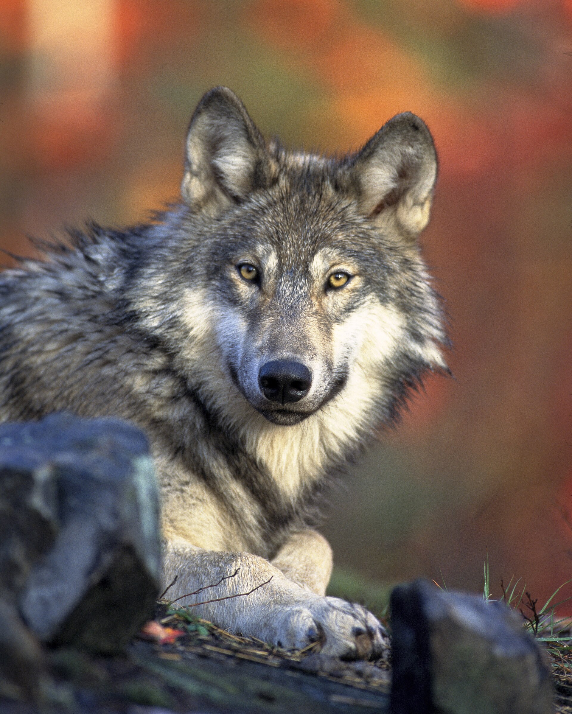 Portrait of a gray wolf