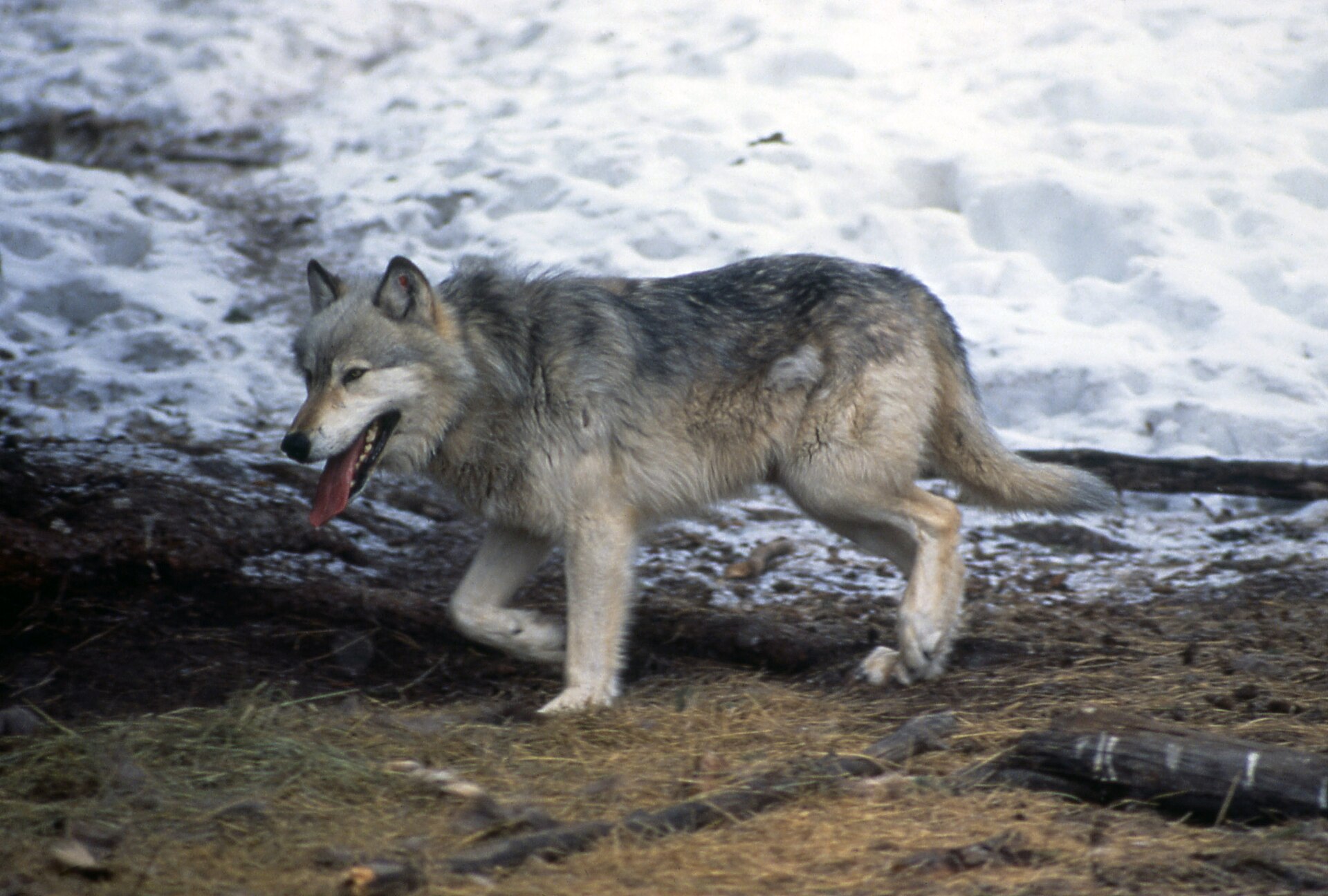 Wolf number 10 walking through grass and snow inside the Rose Creek acclimation pen