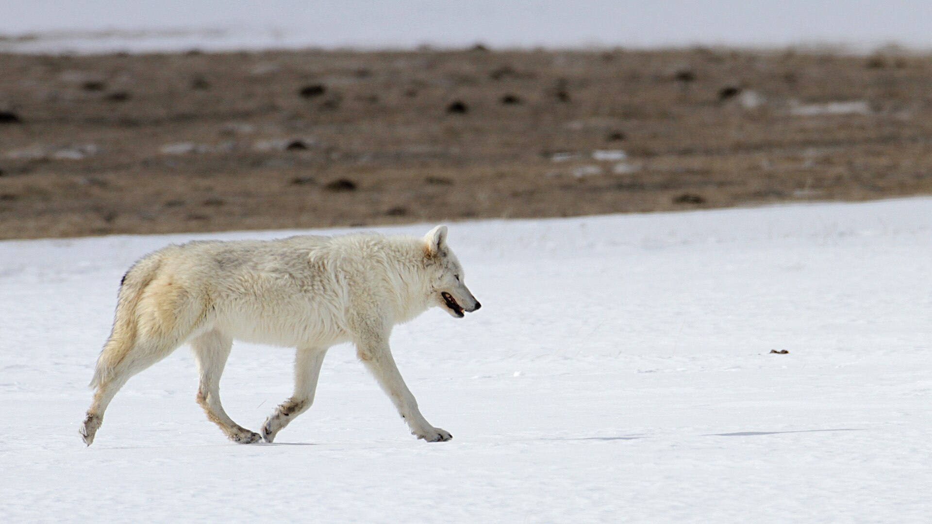 A wolf standing in the steam of Yellowstone's Lower Geyser Basin