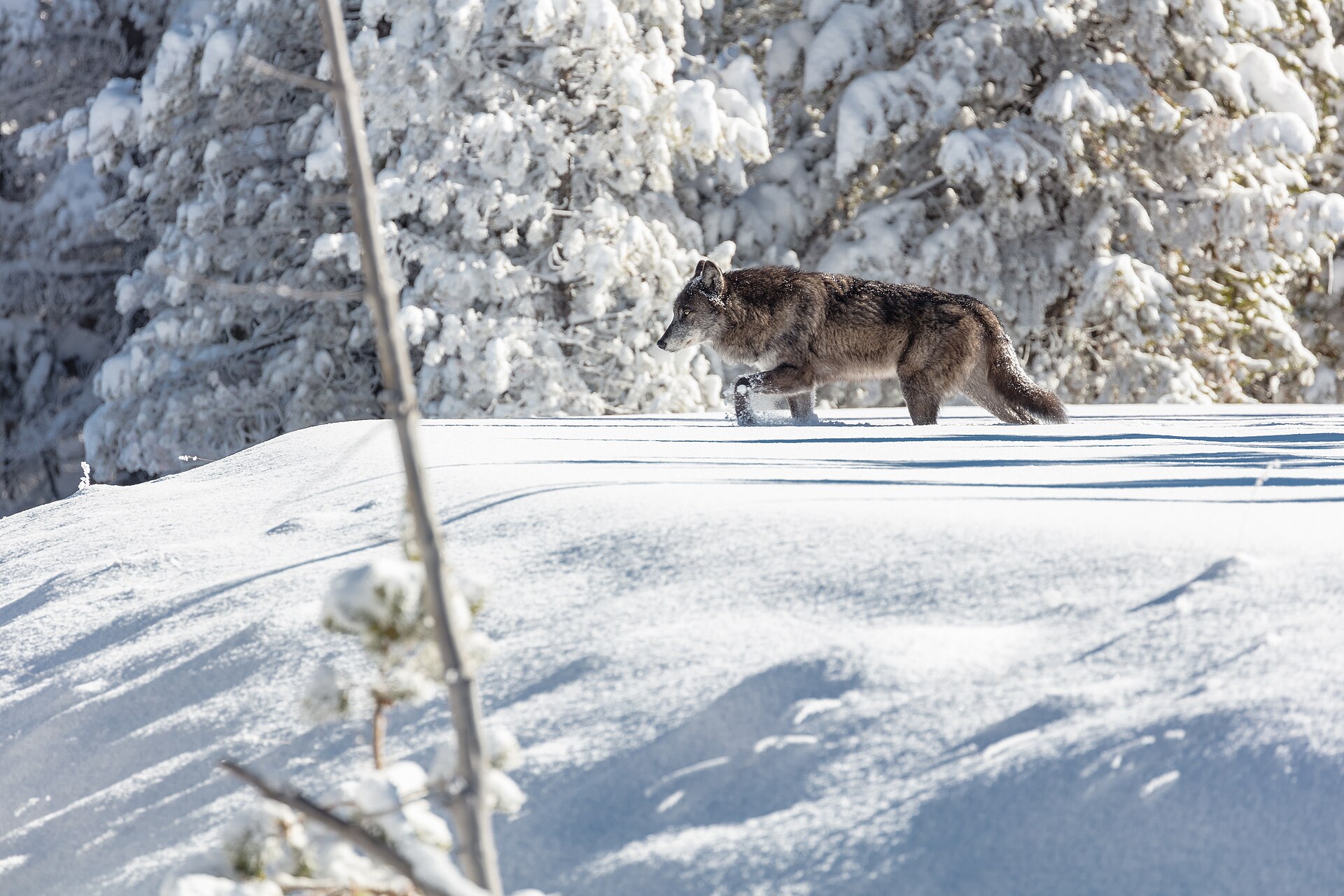 A gray wolf trotting through fresh snow in Yellowstone National Park
