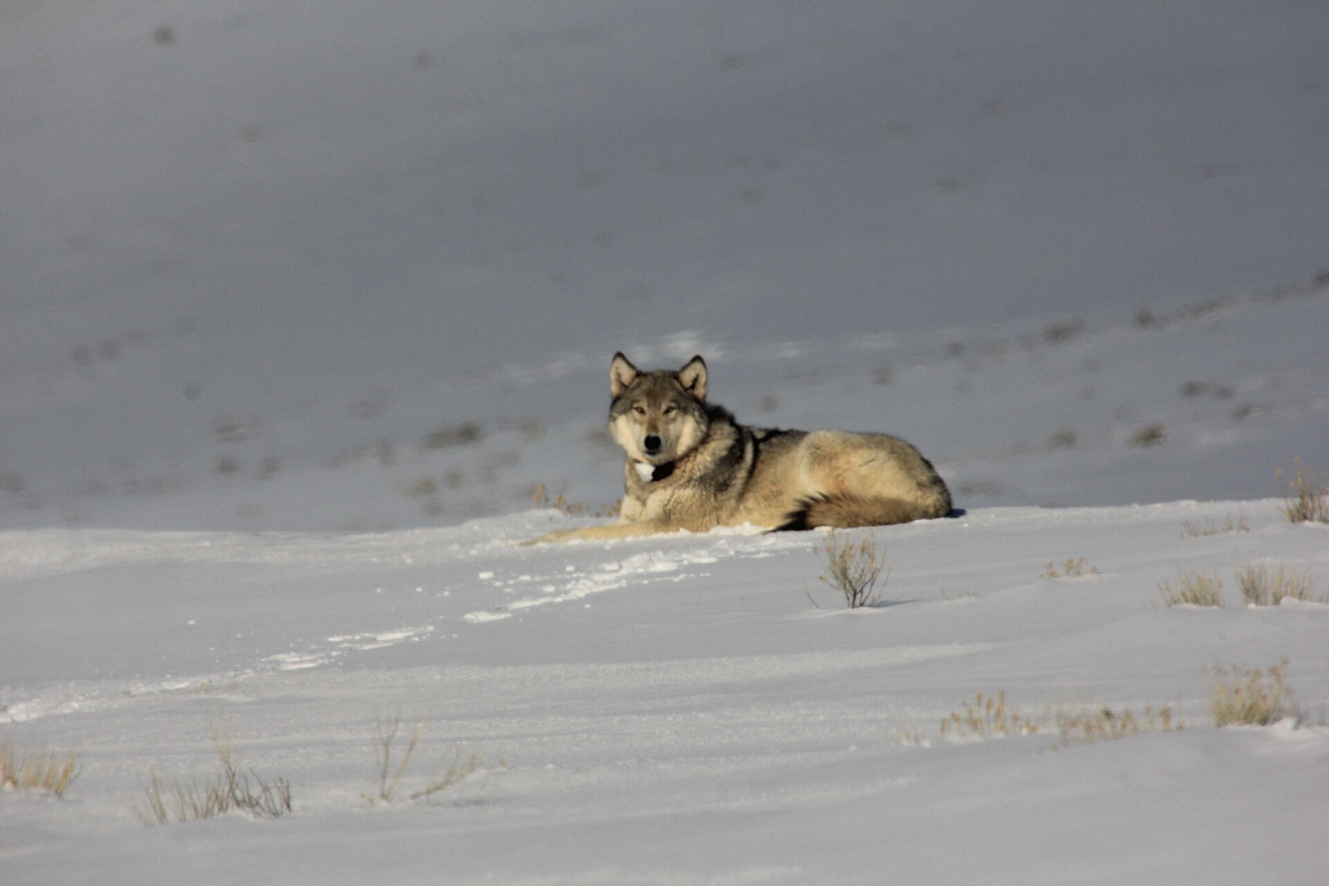 A collared gray wolf watching a herd of wintering elk